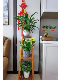 家裏的花花草草